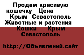 Продам красивую кошечку › Цена ­ 3 000 - Крым, Севастополь Животные и растения » Кошки   . Крым,Севастополь